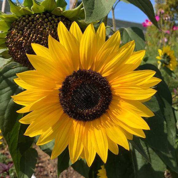 Meet your Posher, Karen - Picture 4 of 7